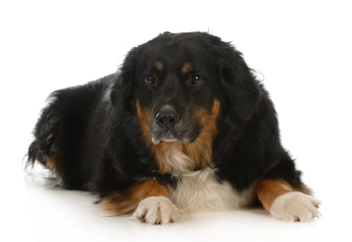 bernese mountain dog laying down looking at view on white background