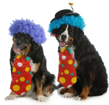 funny dogs - two bernese mountain dogs dressed up like clowns on white background