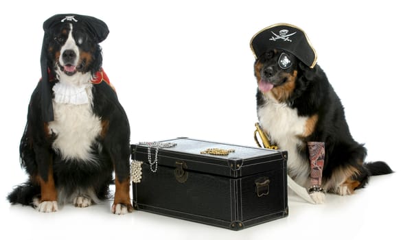 pirates - two bernese mountain dogs dressed up like pirates with chest full of treasures isolated on white background