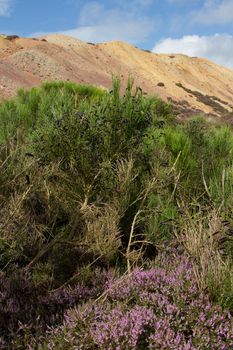 Heather leads to a Broom plant, Cytisus scoparius, with black seed pods with a mound of colored earth and blue sky in the background.