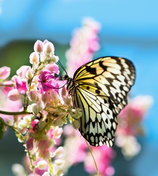 Nymph (Idea leuconoe) butterfly on pink flowers with blue sky background