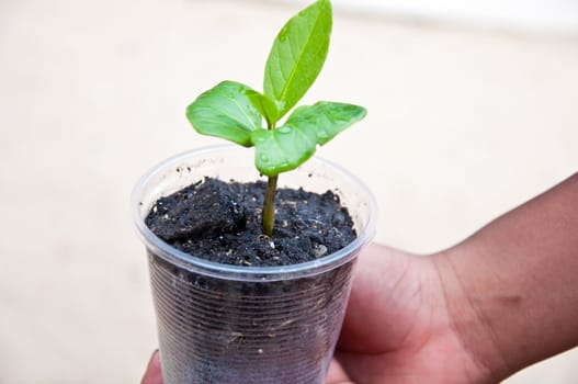 tree in children hand for earth