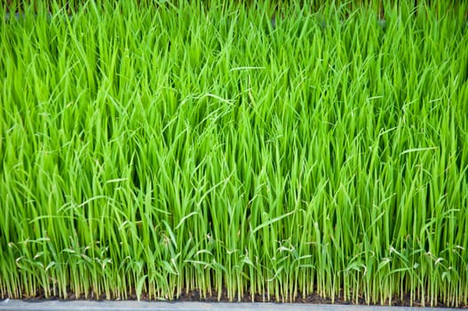 rice field in Thailand country