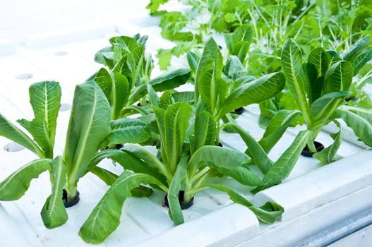 vegetable growth by hydro ponic technology