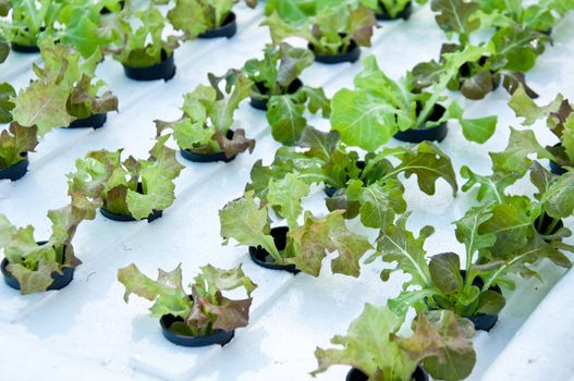 vegetable growth by hydro ponic technology