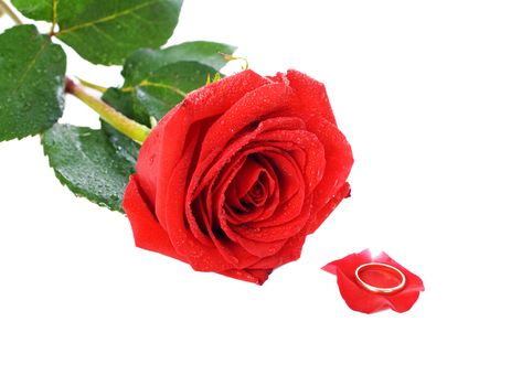 Red rose with a ring with jewels. Isolated on white