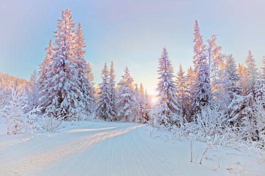 Beautiful winter landscape in the forest. Sunset