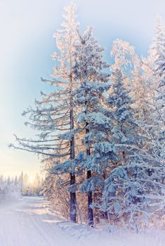 Beautiful winter landscape in the forest. Sunset