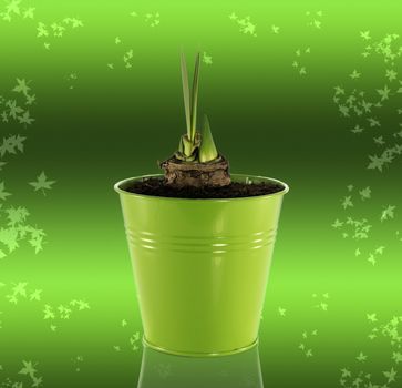 new coming amaryllis in green bucket