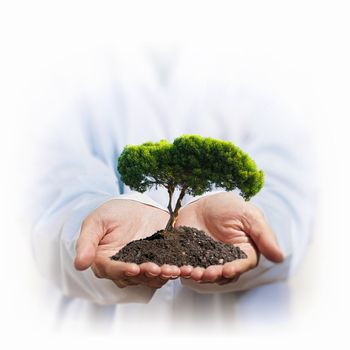 A green tree in the hand of a businessman