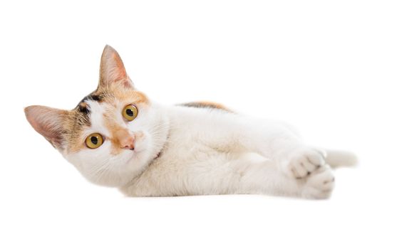 Malaysian short haired cat lying on white background