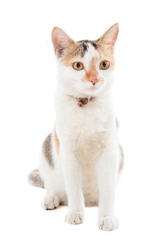 Malaysian short haired cat sitting on white background