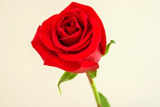 Red rose image