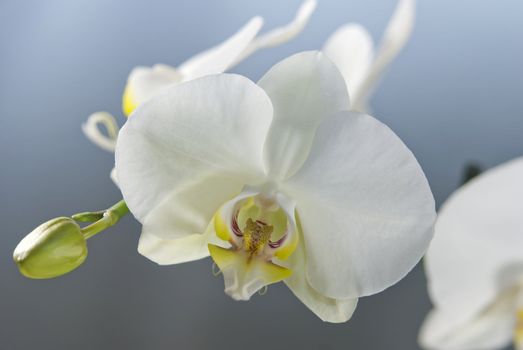 White orchid on blue and grey background