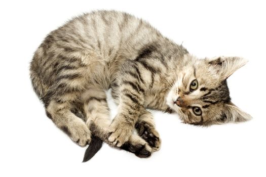 Kitten isolated on white background