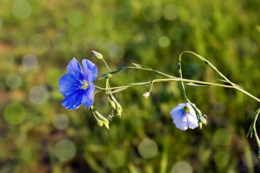 Beautiful spring background wild flower.