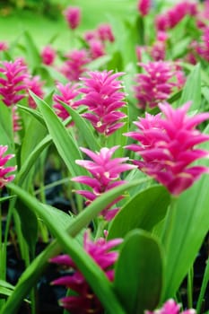 Field of siam tulip flowers