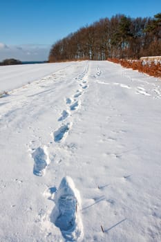 Footprints in deep snow out in nature - perfect winter background image