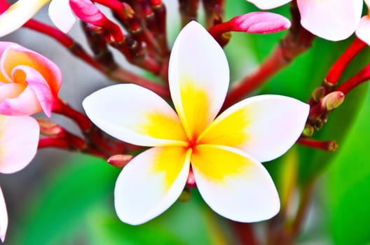 Close up of frangipani flower or Leelawadee flower on the tree.