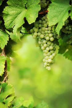 A bunch of growing green grapes.