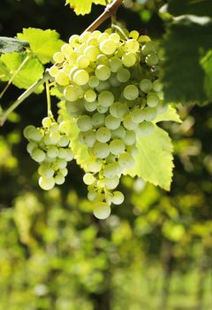 A bunch of growing green grapes.