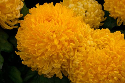 Chrysanthemum on a Graveyard with All Saints Day