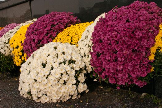 Chrysanthemum on a Graveyard with All Saints Day
