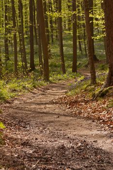 The fresh nature during early spring in a forest