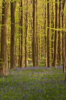 The fresh nature during early spring in a forest
