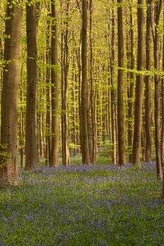 The fresh nature during early spring in a forest