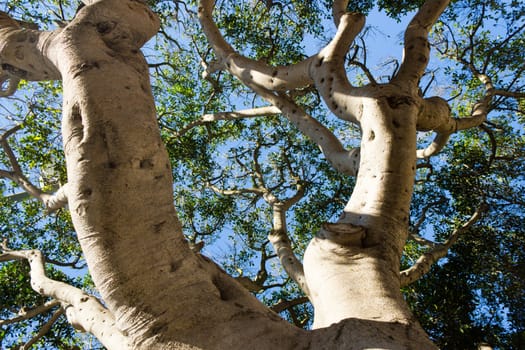 Tree branches reaching for the sky - background