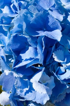 Close-up detail image of wedding flowers ina bouquet at a ceremony.