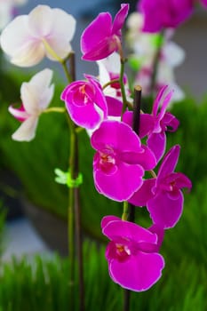 Beautiful orchids at a wedding ceremony. They are purple and white in a vertical image.