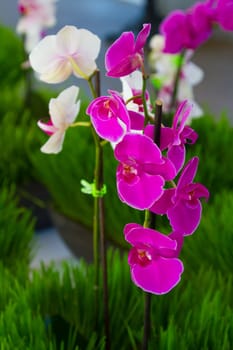 Beautiful orchids at a wedding ceremony. They are purple and white in a vertical image.