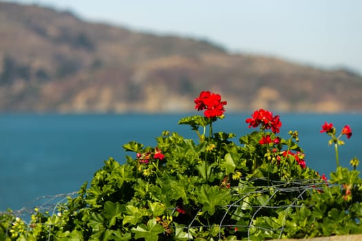 Geranium Flowers