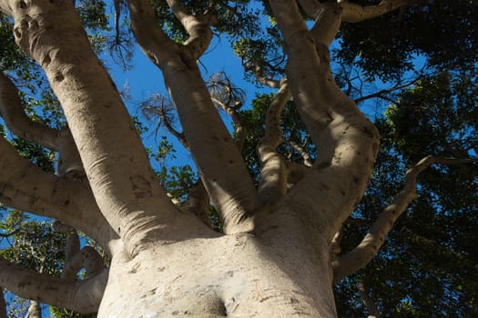 Tree branches reaching for the sky - background