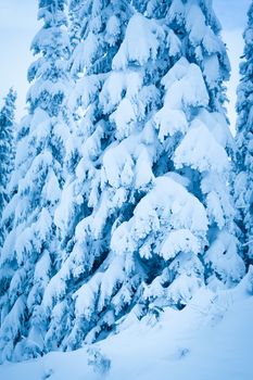 A cold scene in winter of snow covered spruce trees