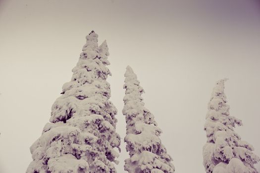 A cold scene in winter of snow covered spruce trees