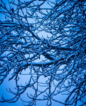 Branches of a winter tree covered by white snow