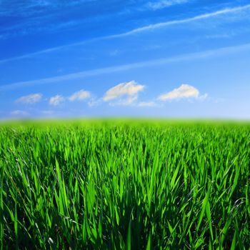 green grass field nature background