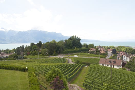 Houses amidst vineyards in Vevey, Switzerland