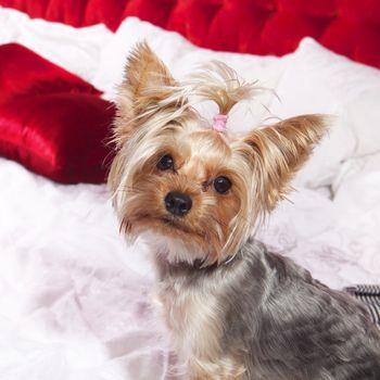 Yorkshire terrier sits on bed and looks in camera