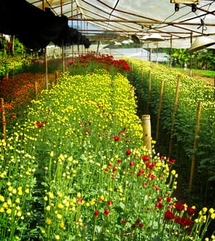 Flower farm nursery in green house, Chiang Rai, Thailand