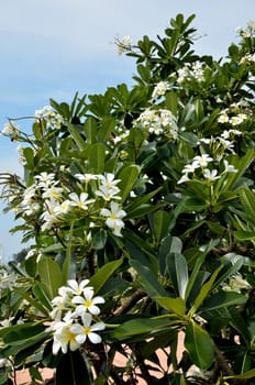 White flower beside the sea, Frangipani, Plumeria