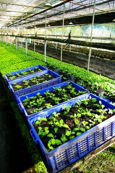 Plant green house flower nursery in Thailand