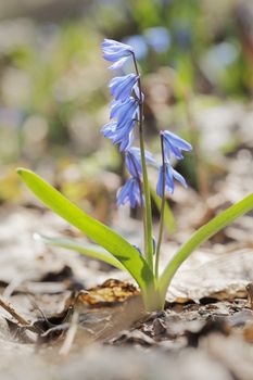 Siberian squill (Scilla siberica; also called wood squill) is a bulbous perennial, grown for its nodding blue flowers in early spring.
