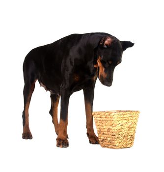 pet dog looking for a food in basket on white background