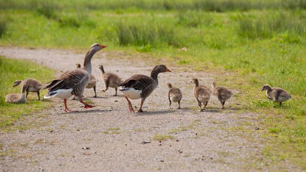 greylag and goslings