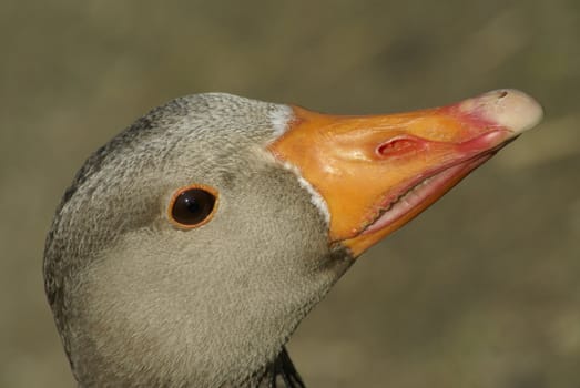 greylag