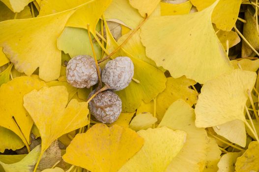 Yellow Fallen leaves of Gingko biloba tree with fruits